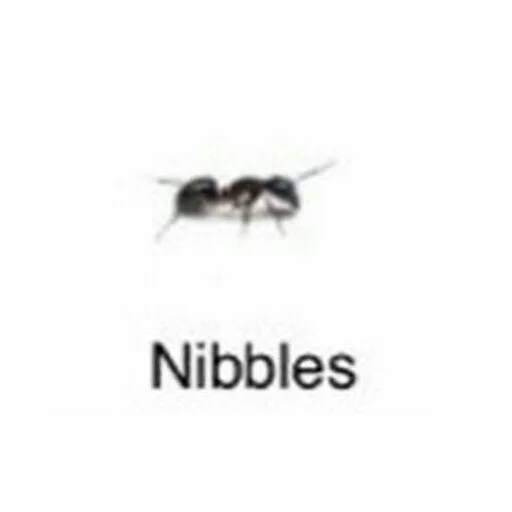 муравей животное беспозвоночный