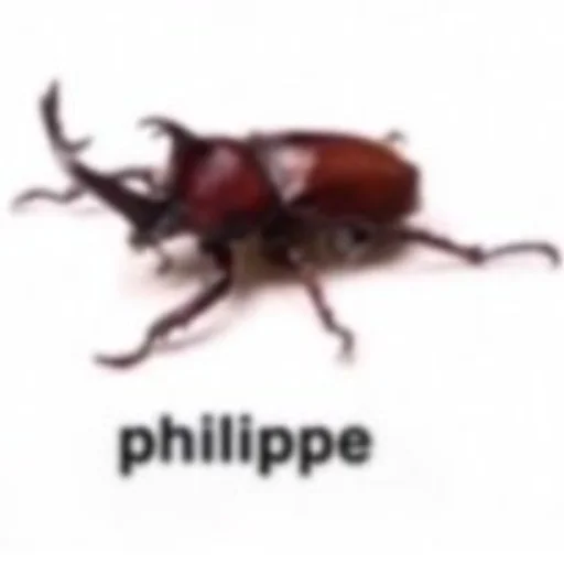 животное насекомое жук