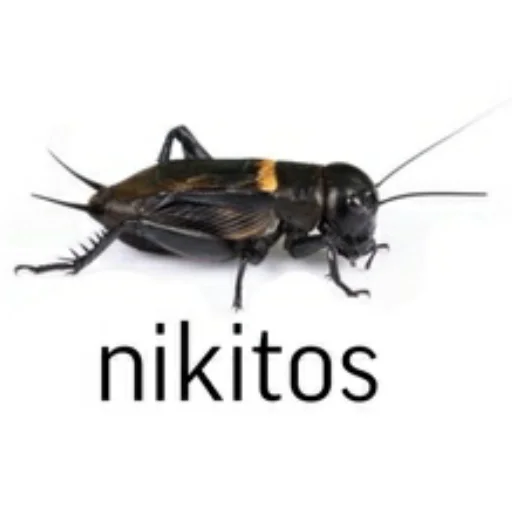 спорт спортивная игра сверчок