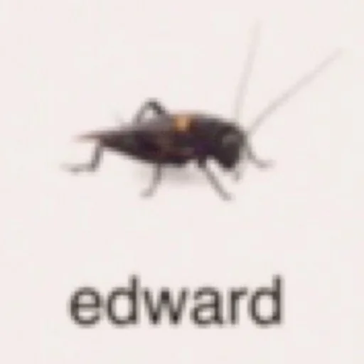 спортивная игра насекомое спорт