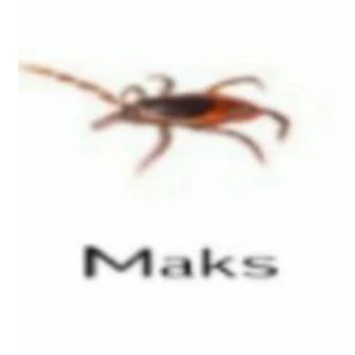 животное насекомое беспозвоночный