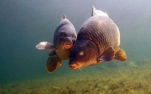 Sticker железный карп - 2