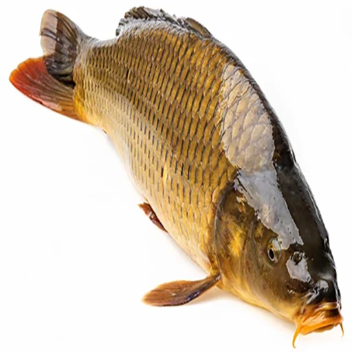 Sticker железный карп - 1