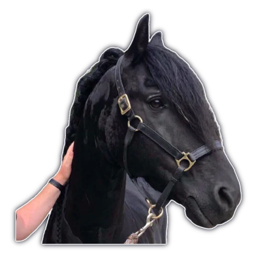 животное млекопитающее лошадь