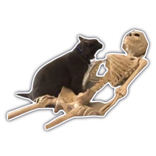 животное млекопитающее искусство