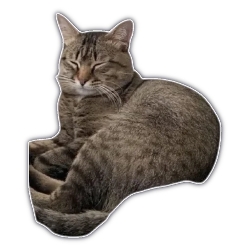 животное кошка млекопитающее