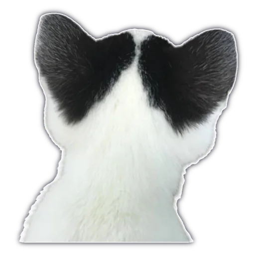 млекопитающее животное кошки малого и среднего размера