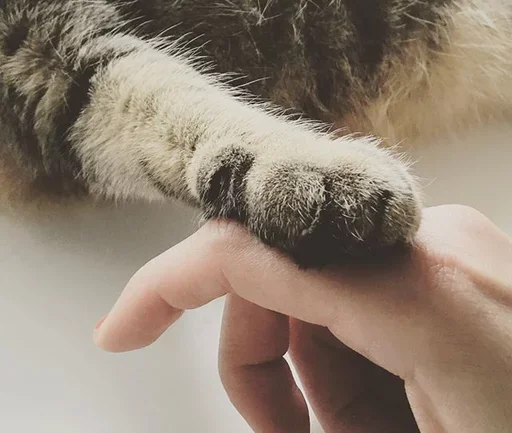 ^-^ Cat | @IFARAMID - 