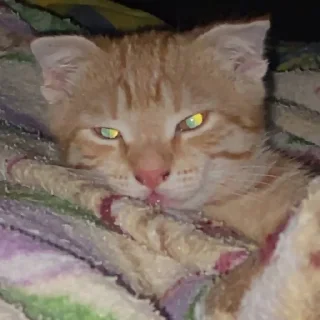 Sticker аки как смысл жизни 🐾 @morialich - 5