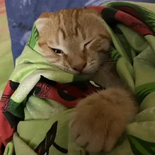 Sticker аки как смысл жизни 🐾 @morialich - 7