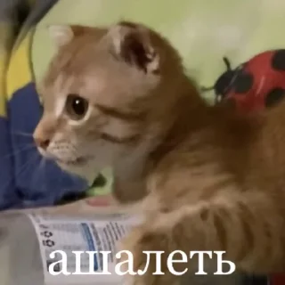 Sticker аки как смысл жизни 🐾 @morialich - 1
