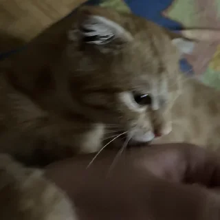 Sticker аки как смысл жизни 🐾 @morialich - 8