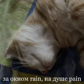 Sticker аки как смысл жизни 🐾 @morialich - 4