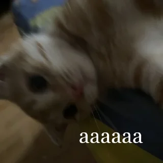 Sticker аки как смысл жизни 🐾 @morialich - 6