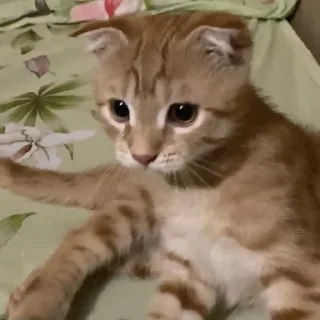 Sticker аки как смысл жизни 🐾 @morialich - 10