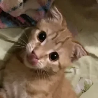 Sticker аки как смысл жизни 🐾 @morialich - 11