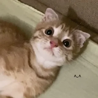 Sticker аки как смысл жизни 🐾 @morialich - 2