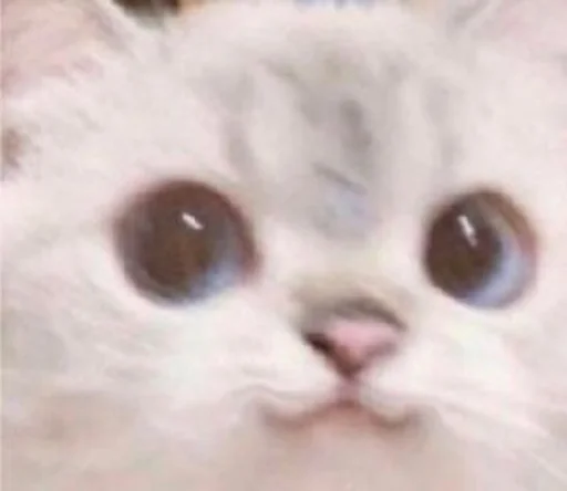 млекопитающее животное кошка