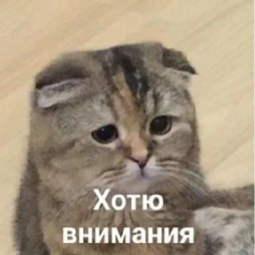 животное млекопитающее кошка