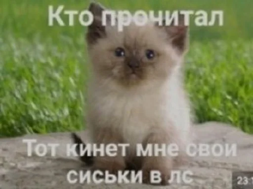 животное млекопитающее кошка