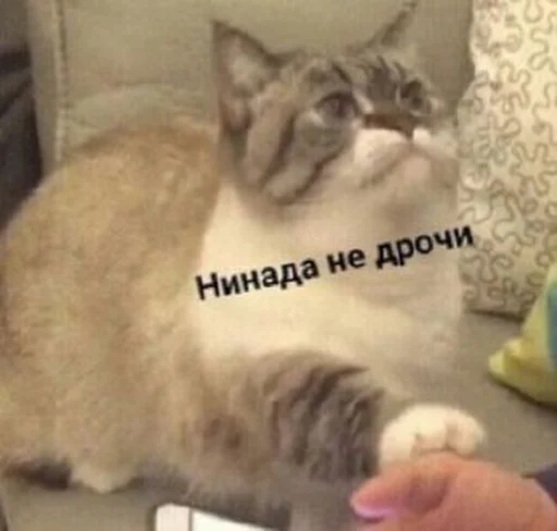 млекопитающее животное кошка