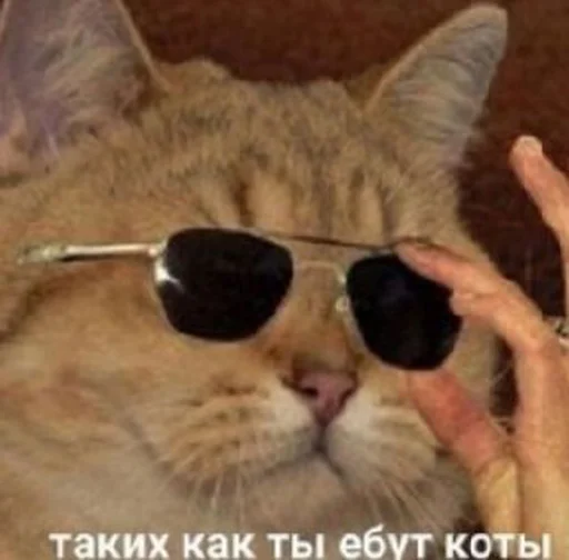 защитные очки млекопитающее Очки