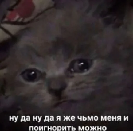 животное млекопитающее кошка