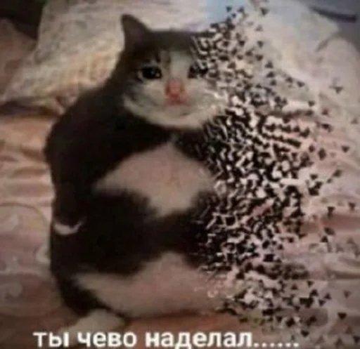 животное млекопитающее кошка