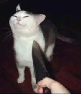 Стикер cat_ip - 0