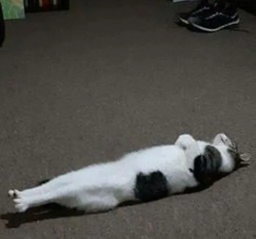 Стикер cat_ip - 1