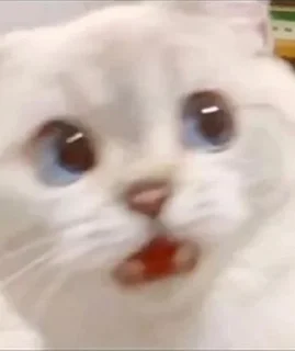 Стикер cat_ip - 4