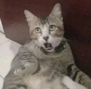 Стикер cat_ip - 3