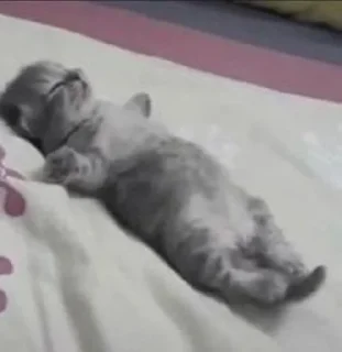 Стикер cat_ip - 2