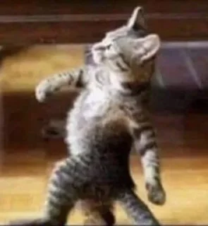 Стикер cat_ip - 9