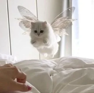 Стикер cat_ip - 7