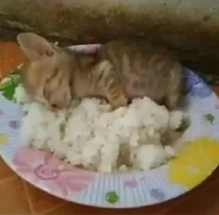 Стикер cat_ip - 11