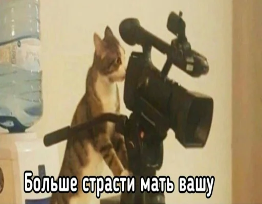 text animal small to medium-sized cats