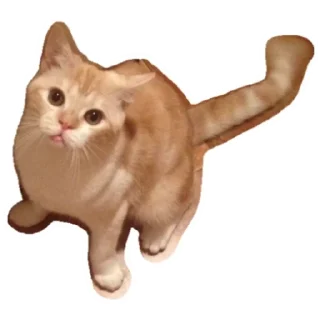 Стикер Котик - 6
