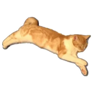 Стикер Котик - 1