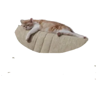 Стикер Котик - 4