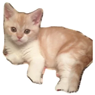 Стикер Котик - 2