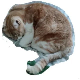 Стикер Котик - 3