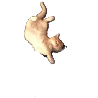 Стикер Котик - 0