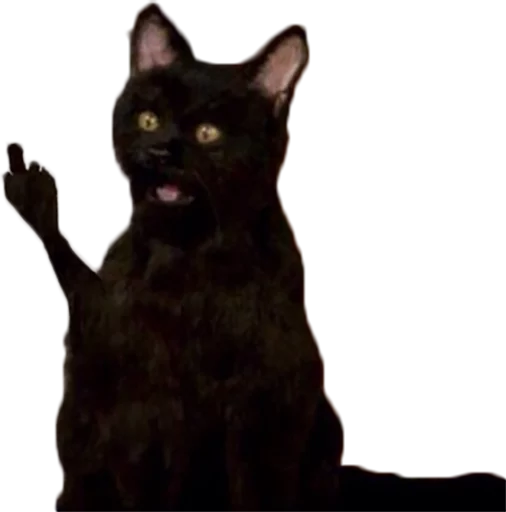 Стикер cat_salem - 8