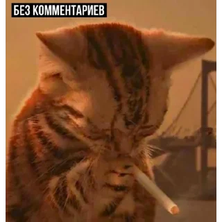 Sticker Набор стикеров от @Ctikerubot - 11