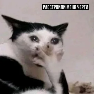 Sticker Набор стикеров от @Ctikerubot - 4