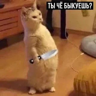 Sticker Набор стикеров от @Ctikerubot - 8