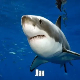 Sticker Набор стикеров от @Ctikerubot - 4