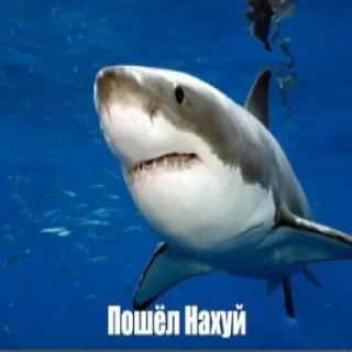 Sticker Набор стикеров от @Ctikerubot - 10