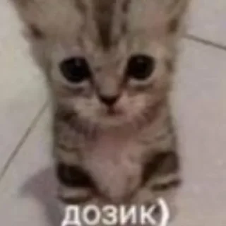 Sticker Набор стикеров от @Ctikerubot - 6